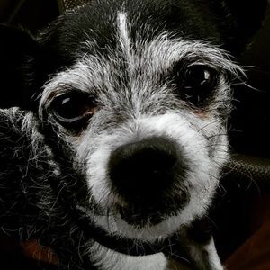 Meet your Posher, Cascadia